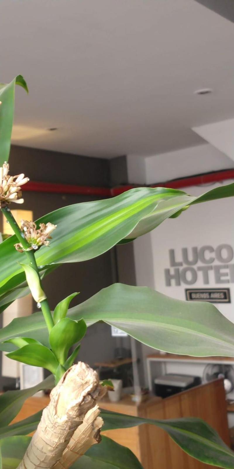 Luco Hotel บัวโนสไอเรส ภายนอก รูปภาพ